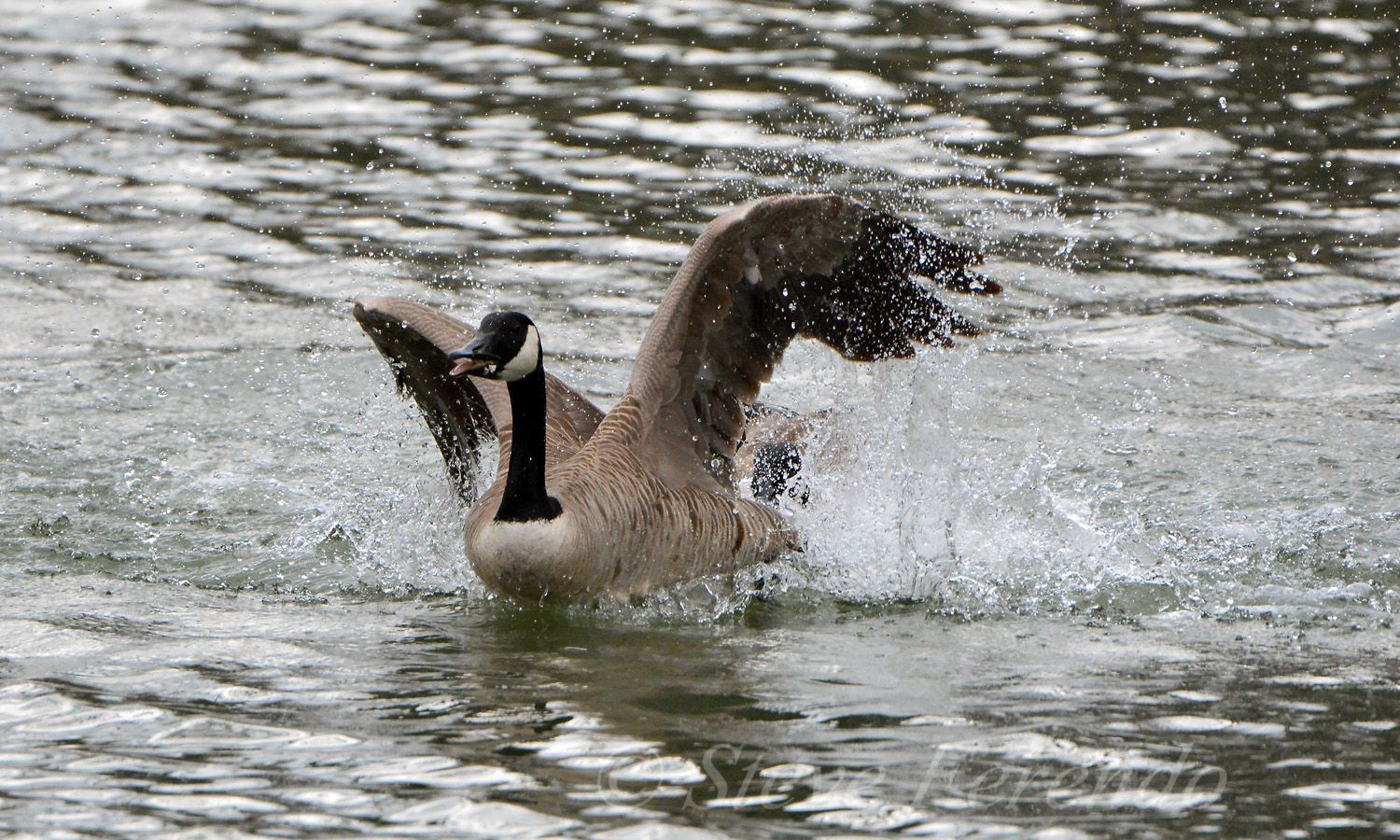 "Natural World" Through My Camera: Aggressive Canada Goose Gander